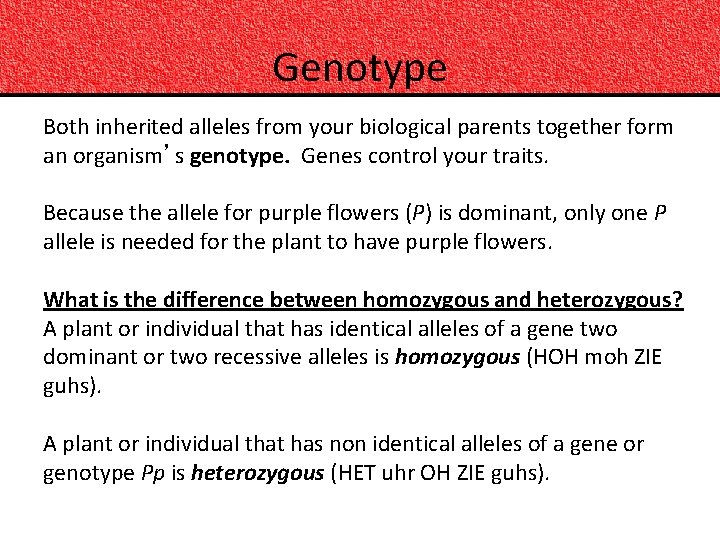 Genotype Both inherited alleles from your biological parents together form an organism’s genotype. Genes
