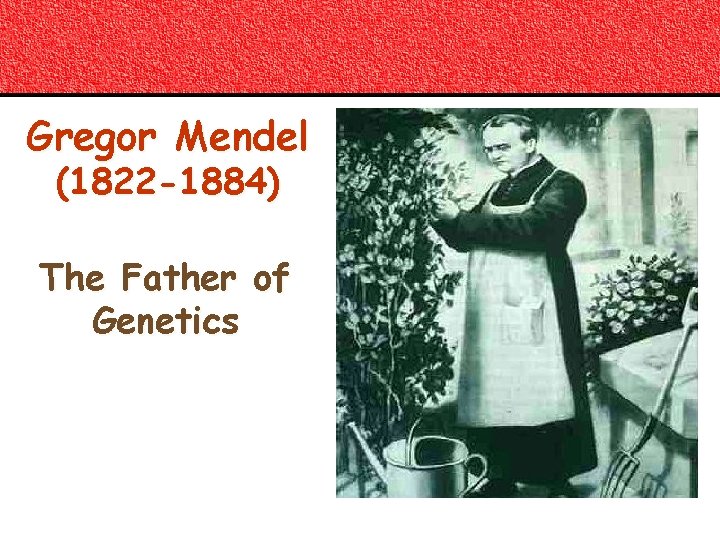 Gregor Mendel (1822 -1884) The Father of Genetics 