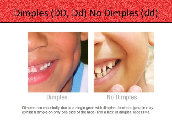 Dimples (DD, Dd) No Dimples (dd) 