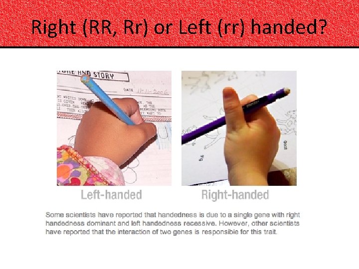 Right (RR, Rr) or Left (rr) handed? 