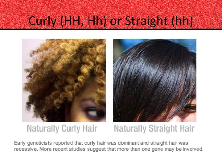 Curly (HH, Hh) or Straight (hh) 