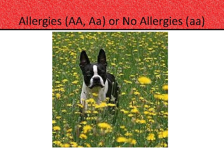 Allergies (AA, Aa) or No Allergies (aa) 
