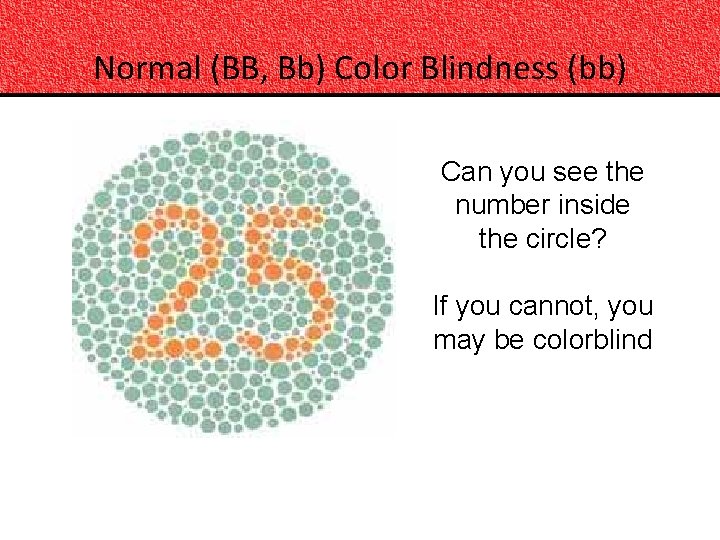 Normal (BB, Bb) Color Blindness (bb) Can you see the number inside the circle?