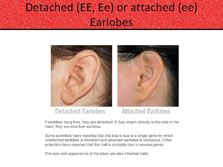 Detached (EE, Ee) or attached (ee) Earlobes 