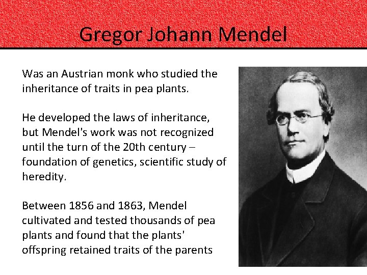 Gregor Johann Mendel Was an Austrian monk who studied the inheritance of traits in