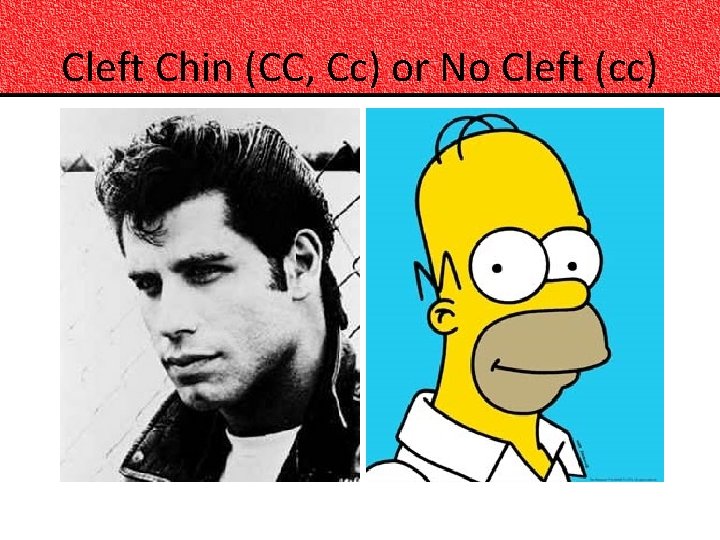 Cleft Chin (CC, Cc) or No Cleft (cc) 