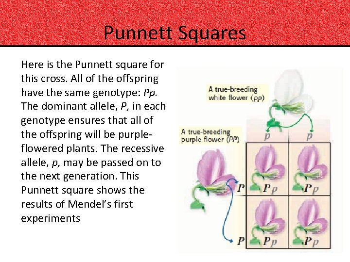 Punnett Squares Here is the Punnett square for this cross. All of the offspring