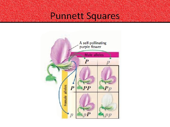 Punnett Squares 
