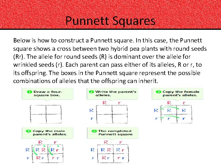 Punnett Squares Below is how to construct a Punnett square. In this case, the
