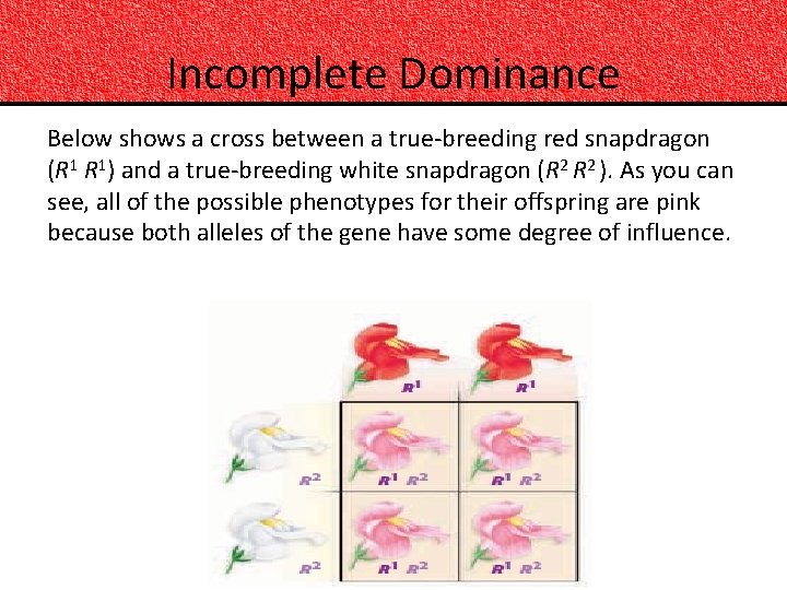 Incomplete Dominance Below shows a cross between a true-breeding red snapdragon (R 1 R