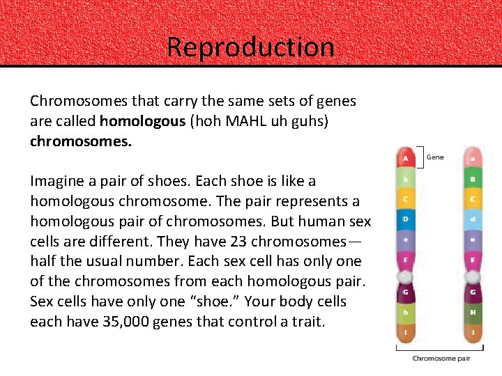 Reproduction Chromosomes that carry the same sets of genes are called homologous (hoh MAHL