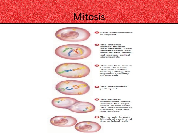 Mitosis 