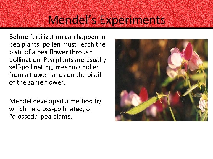 Mendel’s Experiments Before fertilization can happen in pea plants, pollen must reach the pistil