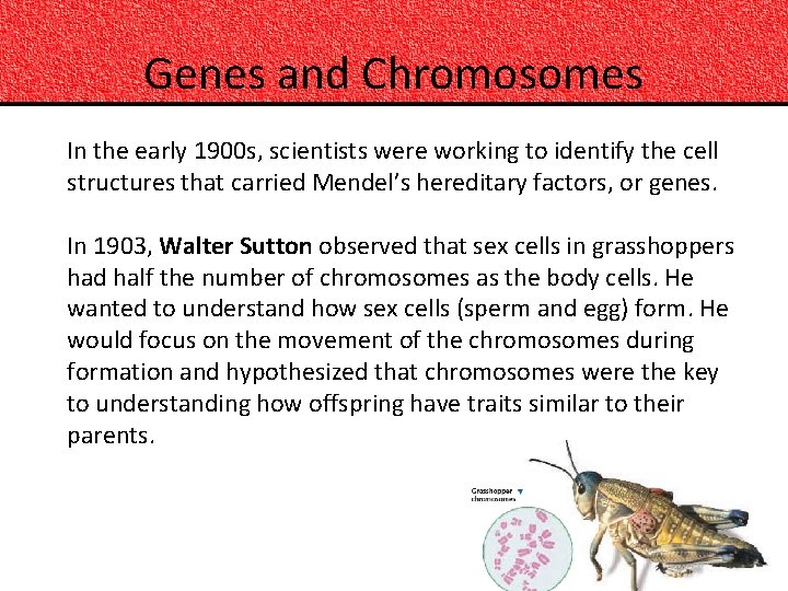 Genes and Chromosomes In the early 1900 s, scientists were working to identify the
