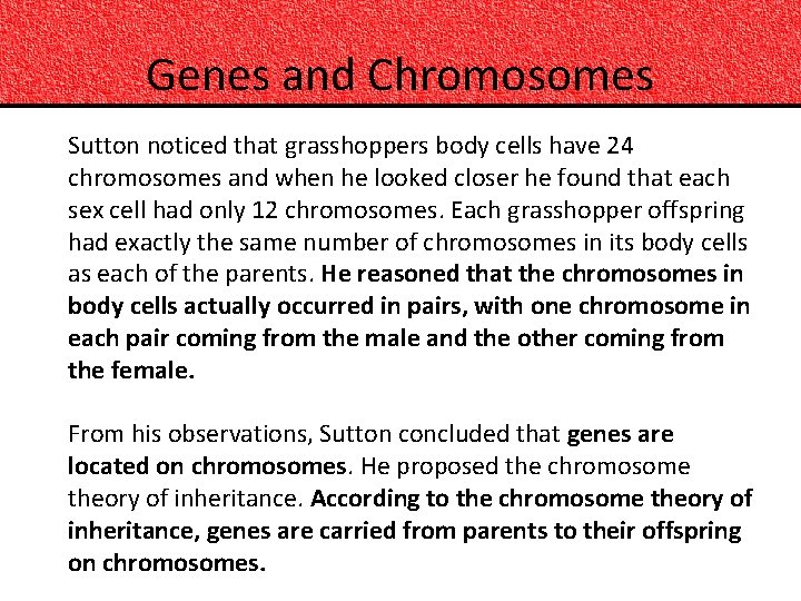 Genes and Chromosomes Sutton noticed that grasshoppers body cells have 24 chromosomes and when