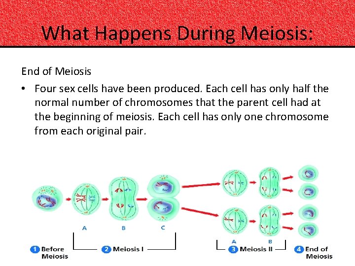 What Happens During Meiosis: End of Meiosis • Four sex cells have been produced.