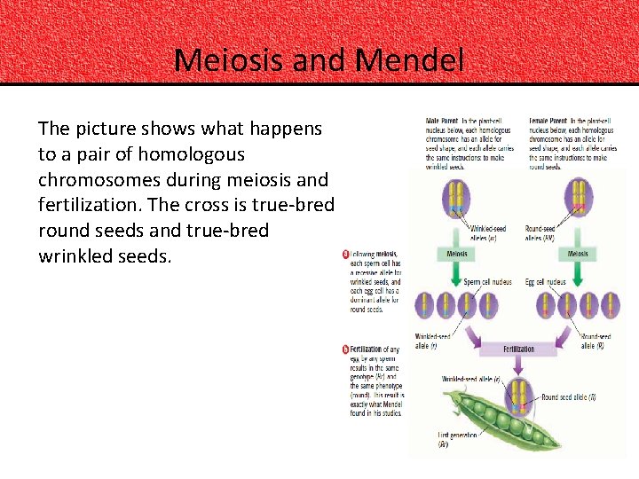 Meiosis and Mendel The picture shows what happens to a pair of homologous chromosomes