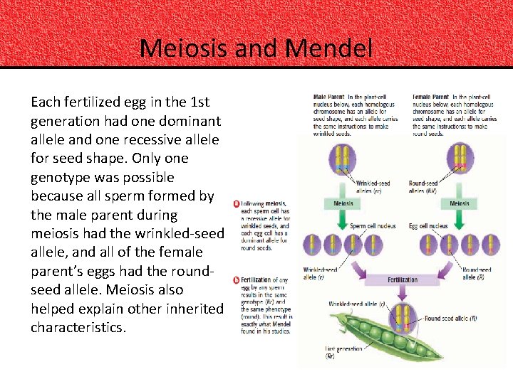 Meiosis and Mendel Each fertilized egg in the 1 st generation had one dominant