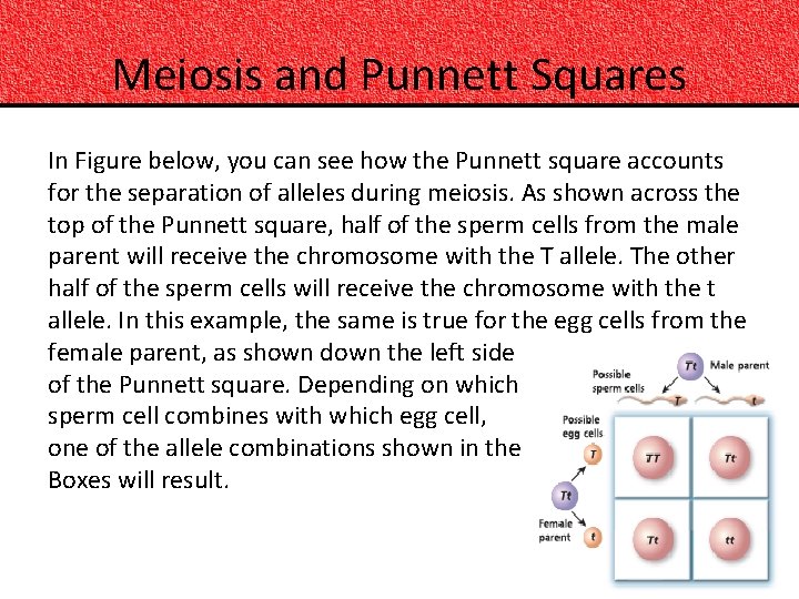 Meiosis and Punnett Squares In Figure below, you can see how the Punnett square