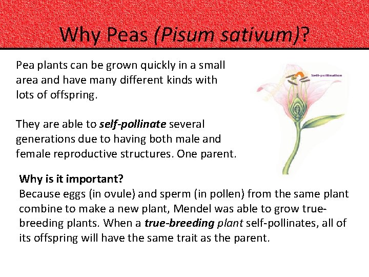 Why Peas (Pisum sativum)? Pea plants can be grown quickly in a small area