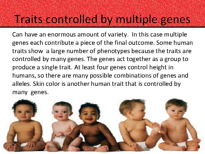 Traits controlled by multiple genes Can have an enormous amount of variety. In this