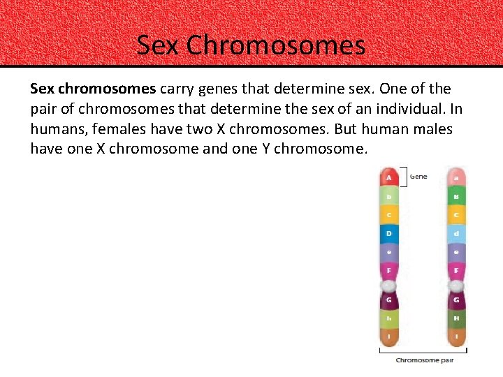 Sex Chromosomes Sex chromosomes carry genes that determine sex. One of the pair of