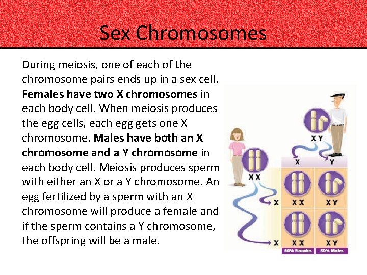 Sex Chromosomes During meiosis, one of each of the chromosome pairs ends up in