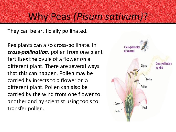 Why Peas (Pisum sativum)? They can be artificially pollinated. Pea plants can also cross-pollinate.