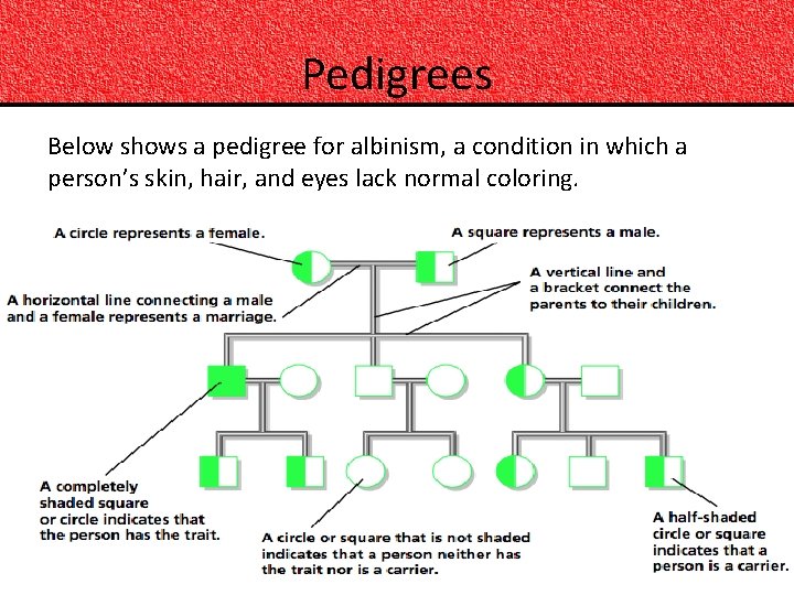 Pedigrees Below shows a pedigree for albinism, a condition in which a person’s skin,