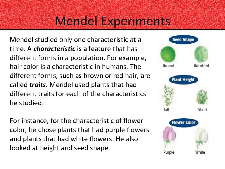 Mendel Experiments Mendel studied only one characteristic at a time. A characteristic is a