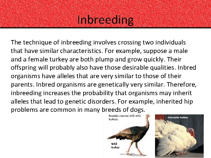 Inbreeding The technique of inbreeding involves crossing two individuals that have similar characteristics. For