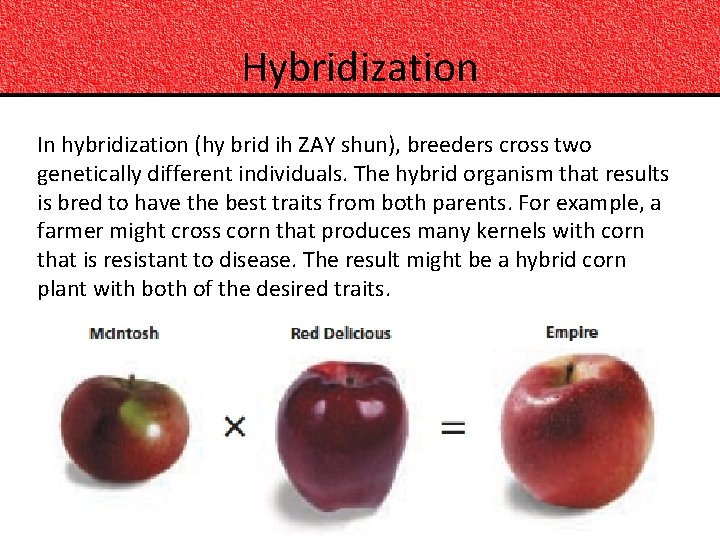 Hybridization In hybridization (hy brid ih ZAY shun), breeders cross two genetically different individuals.