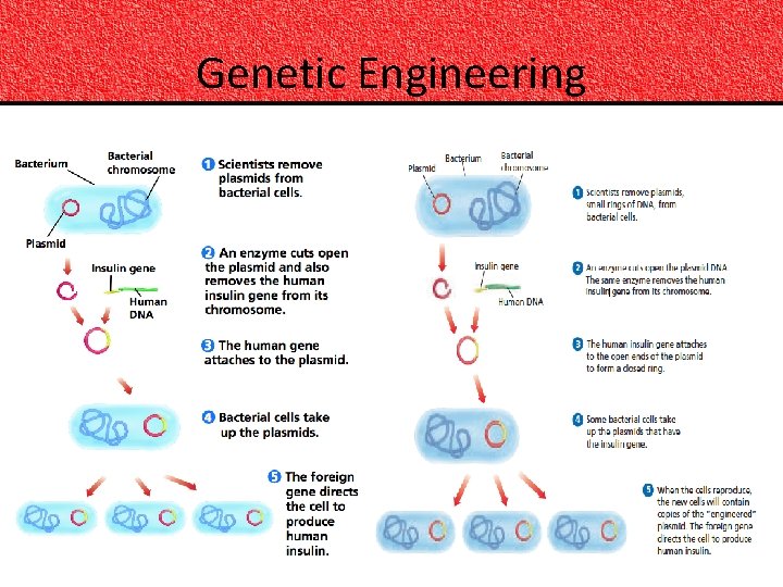 Genetic Engineering 