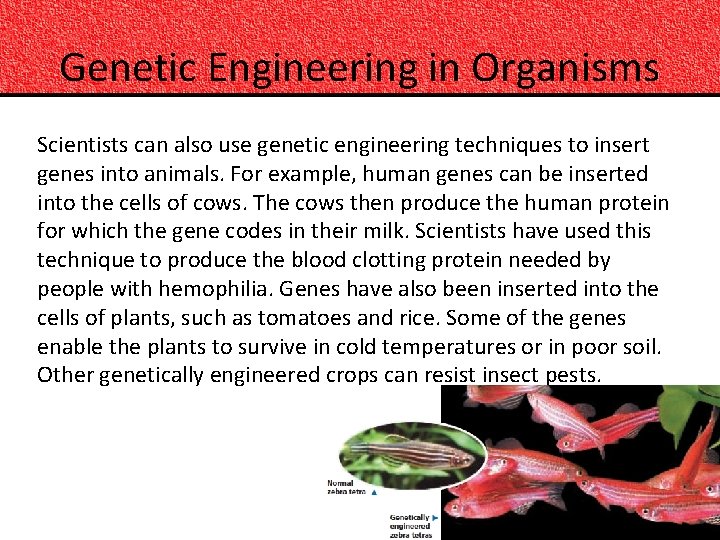 Genetic Engineering in Organisms Scientists can also use genetic engineering techniques to insert genes