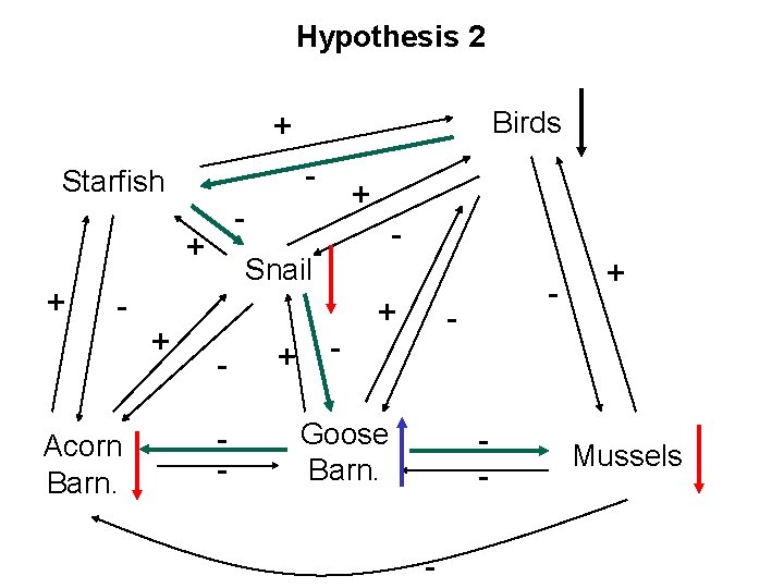 Hypothesis 2 Birds + - Starfish - + + - Acorn Barn. + +