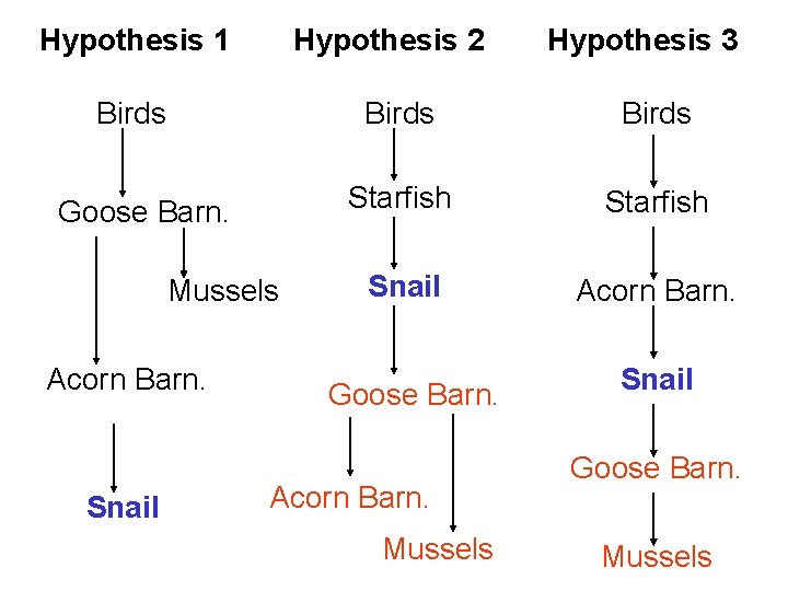 Hypothesis 1 Hypothesis 2 Birds Goose Barn. Mussels Acorn Barn. Snail Hypothesis 3 Birds