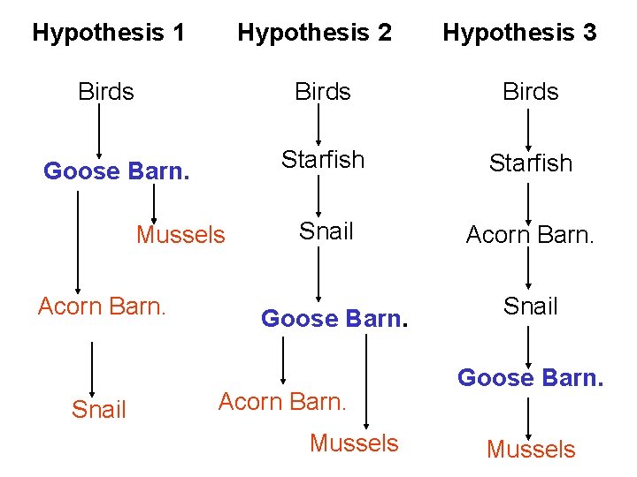 Hypothesis 1 Hypothesis 2 Birds Goose Barn. Mussels Acorn Barn. Snail Hypothesis 3 Birds