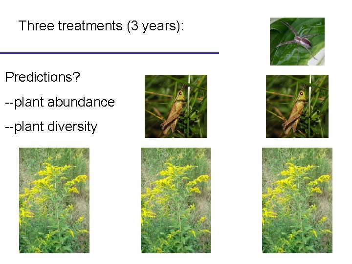 Three treatments (3 years): Predictions? --plant abundance --plant diversity 