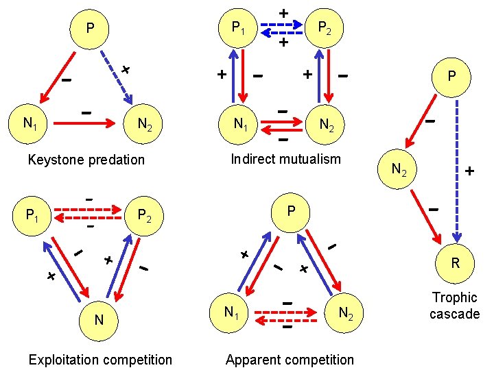 P 1 - N 2 P 1 - - Exploitation competition N 1 -
