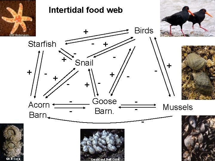 Intertidal food web Birds + GW Robinson Starfish - - + + Snail +