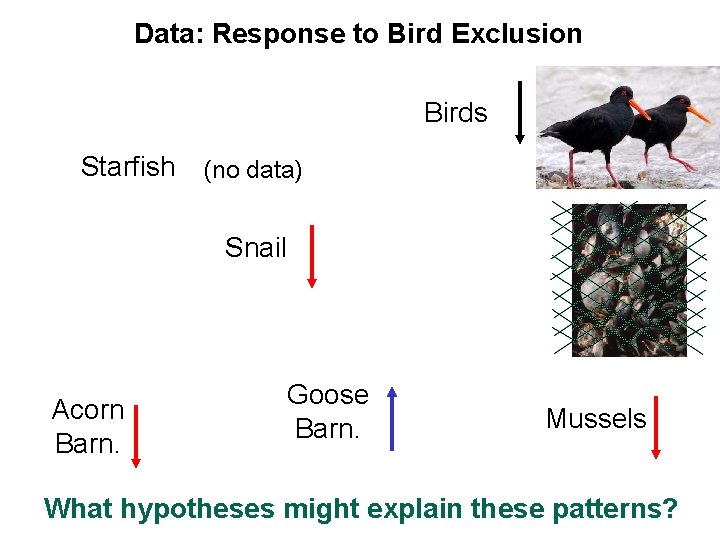 Data: Response to Bird Exclusion Birds Starfish (no data) Snail Acorn Barn. Goose Barn.