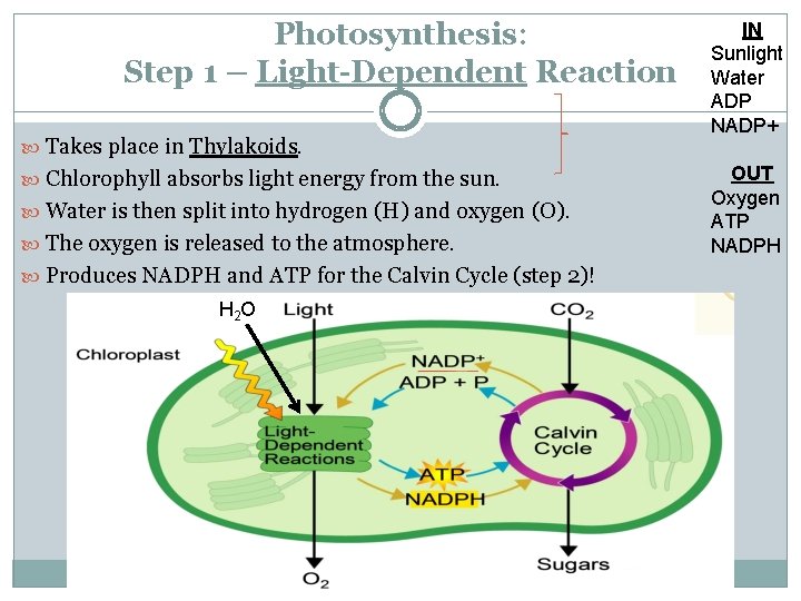 Photosynthesis: Step 1 – Light-Dependent Reaction Takes place in Thylakoids. Chlorophyll absorbs light energy