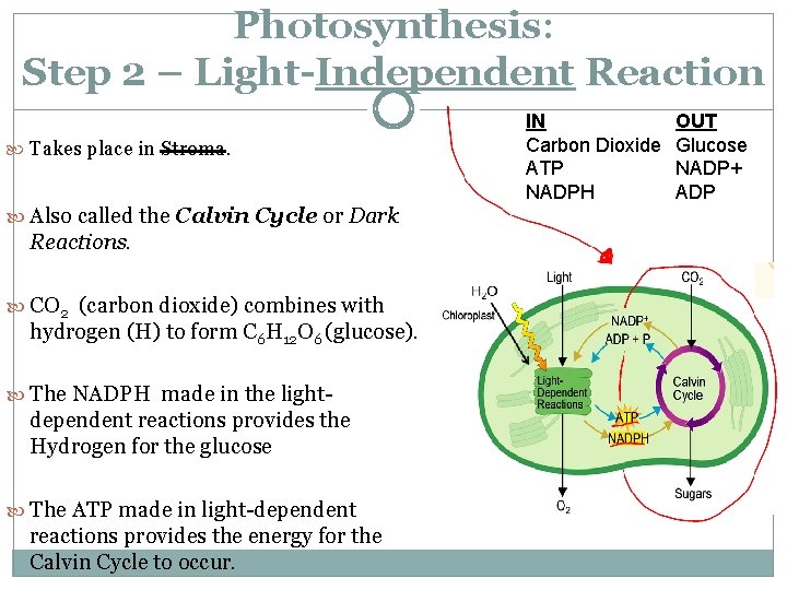 Photosynthesis: Step 2 – Light-Independent Reaction Takes place in Stroma. Also called the Calvin