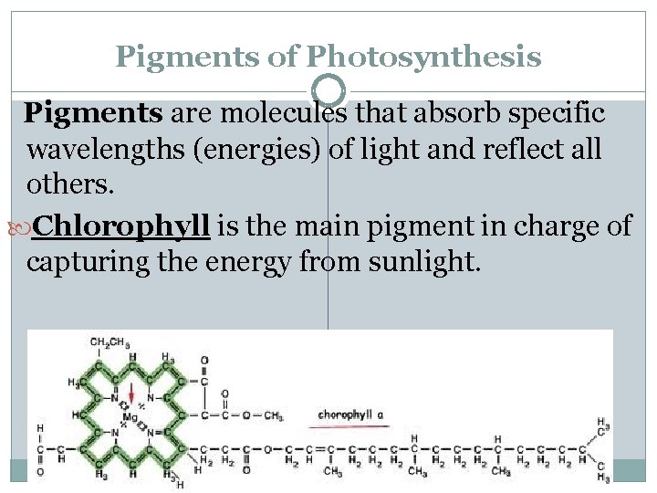 Pigments of Photosynthesis Pigments are molecules that absorb specific wavelengths (energies) of light and