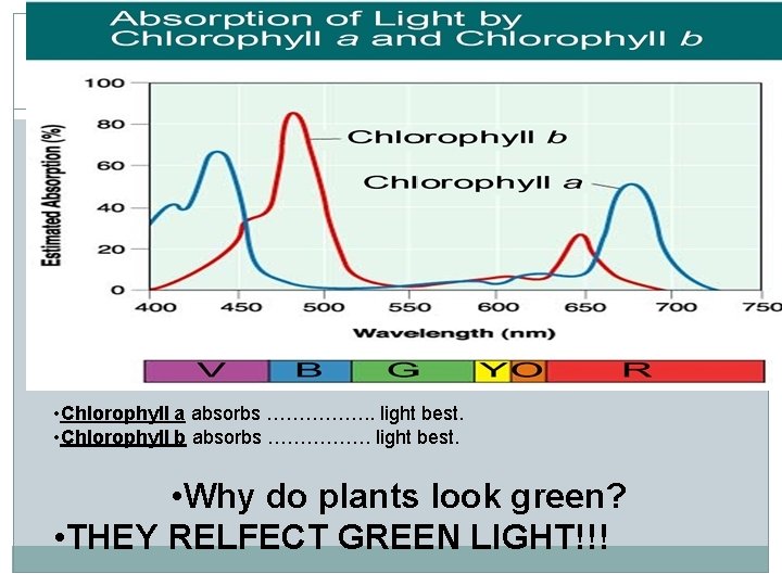  • Chlorophyll a absorbs ……………. . light best. • Chlorophyll b absorbs …………….