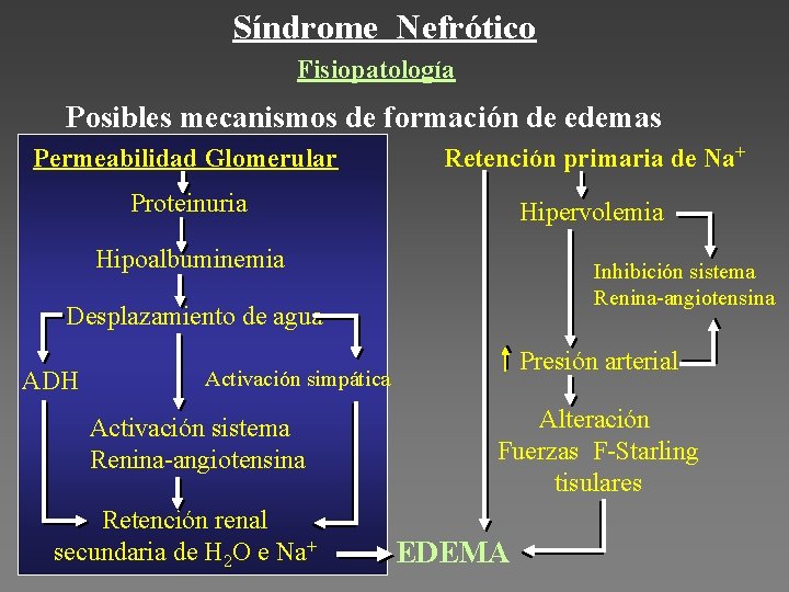 Síndrome Nefrótico Fisiopatología Posibles mecanismos de formación de edemas Permeabilidad Glomerular Retención primaria de