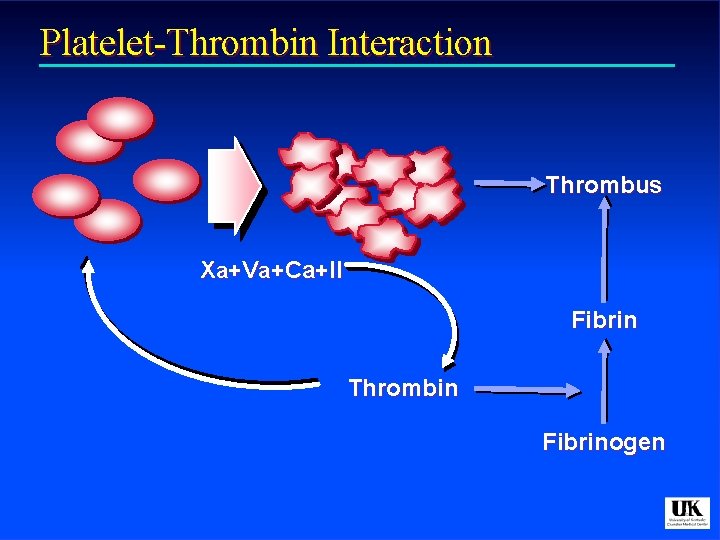 Platelet-Thrombin Interaction Thrombus Xa+Va+Ca+II Fibrin Thrombin Fibrinogen 