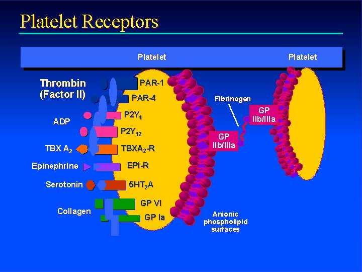 Platelet Receptors Platelet Thrombin (Factor II) ADP TBX A 2 Epinephrine Serotonin Collagen Platelet