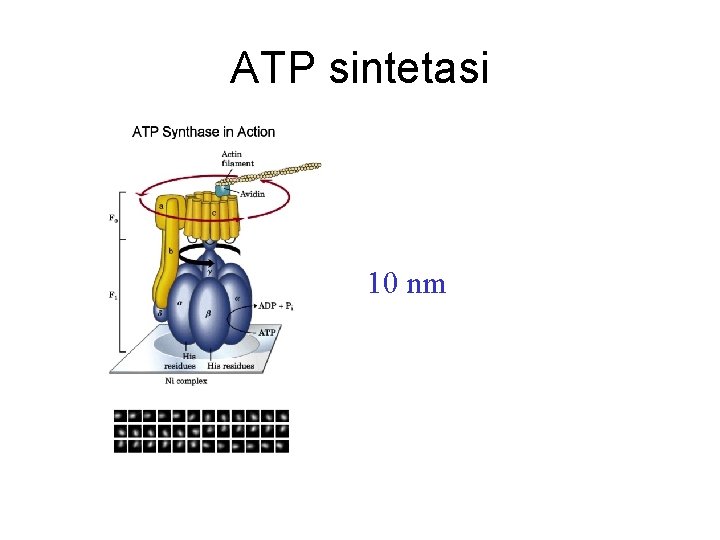 ATP sintetasi 10 nm ATP sintetasi 10 nm