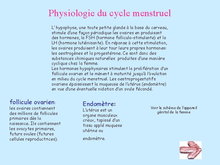 Physiologie du cycle menstruel L’ hypophyse, une toute petite glande à la base du Physiologie du cycle menstruel L’ hypophyse, une toute petite glande à la base du